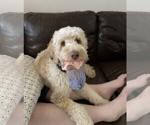 Goldendoodle (Miniature) Dogs for adoption in MIDWAY, UT, USA