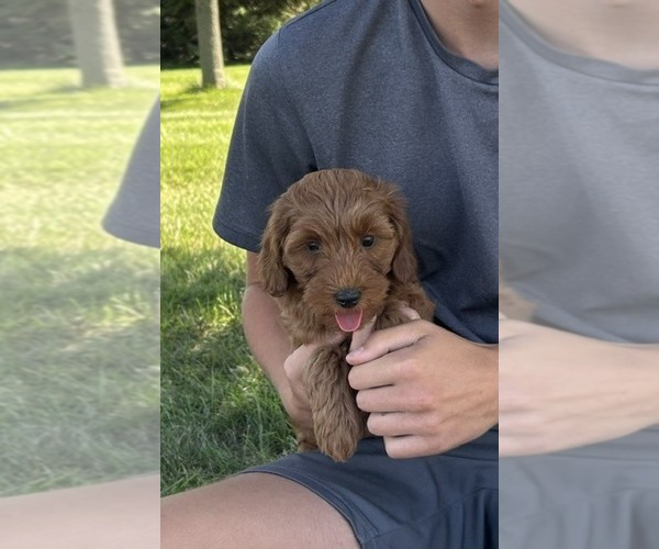 Medium Photo #4 Goldendoodle (Miniature) Puppy For Sale in HULL, IA, USA