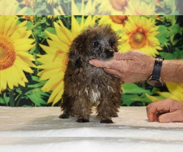 Medium Photo #27 Poodle (Toy) Puppy For Sale in DYERSBURG, TN, USA