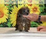 Spirit - Male Poodle (Toy) Puppy for Sale - Photo #27