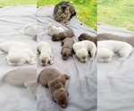 Small Photo #13 Labrador Retriever Puppy For Sale in OLYMPIA, WA, USA