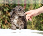 Small #30 ShihPoo