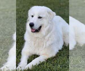 Great Pyrenees Dogs for adoption in Dallas, TX, USA