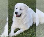 Small Great Pyrenees