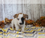 Small #2 Jack Russell Terrier-Jug Mix
