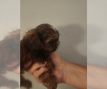 Small #3 Shih Tzu