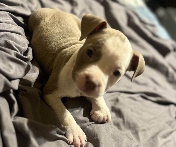 Medium Photo #6 American Bully Puppy For Sale in BUFFALO, NY, USA