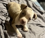 Small #5 American Bully