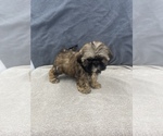 Small Photo #21 Shih Tzu Puppy For Sale in SAINT AUGUSTINE, FL, USA