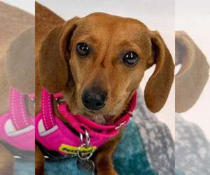 Dachshund Dogs for adoption in Kennesaw, GA, USA
