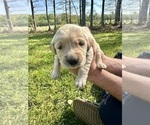Small Photo #52 Golden Retriever Puppy For Sale in CONCORD, VA, USA