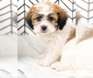 Zuchon Puppy for sale in MILLERSBURG, OH, USA
