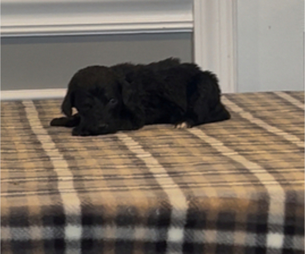 Medium Photo #29 Bernedoodle-Labradoodle Mix Puppy For Sale in MILFORD, NJ, USA