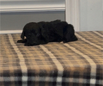 Small Photo #29 Bernedoodle-Labradoodle Mix Puppy For Sale in MILFORD, NJ, USA