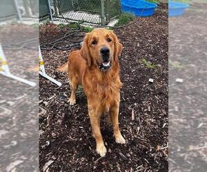 Golden Retriever Dogs for adoption in Waterford, VA, USA