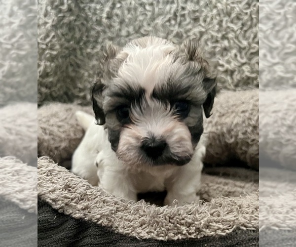 Medium Photo #46 Zuchon Puppy For Sale in RENO, NV, USA