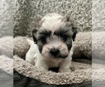 Small Photo #46 Zuchon Puppy For Sale in RENO, NV, USA