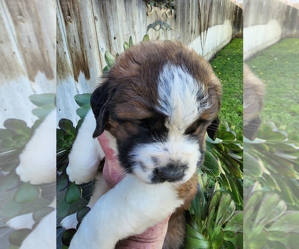 Medium Photo #53 Saint Bernard Puppy For Sale in TURLOCK, CA, USA