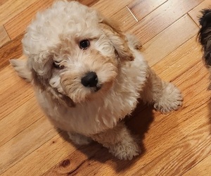Goldendoodle (Miniature) Puppy for sale in NEW ALBANY, IN, USA