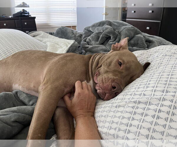 Medium Photo #11 American Staffordshire Terrier Puppy For Sale in Rosenberg, TX, USA