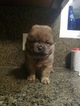 Small Photo #1 Chow Chow Puppy For Sale in ALPHARETTA, GA, USA
