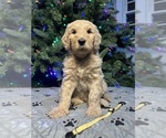 Puppy Yellow Goldendoodle