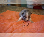 Small Photo #5 Australian Shepherd Puppy For Sale in BACHE, OK, USA