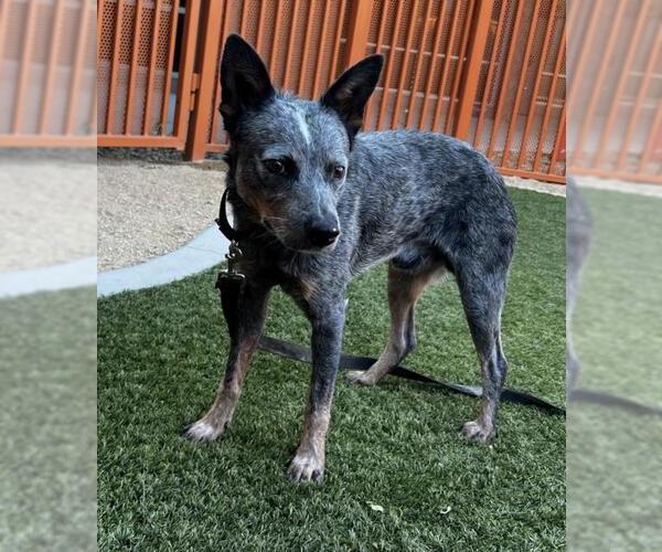 Medium Photo #1 Mutt Puppy For Sale in Las Vegas, NV, USA