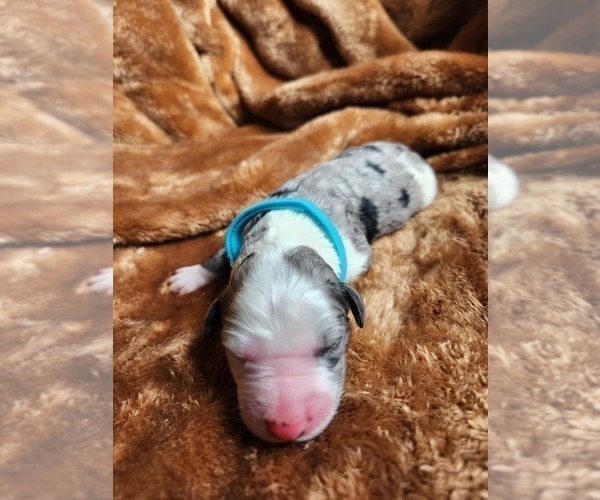 Medium Photo #132 Sheepadoodle Puppy For Sale in LEHI, UT, USA