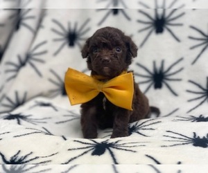 Cavalier King Charles Spaniel-Cavapoo Mix Puppy for sale in LAKELAND, FL, USA