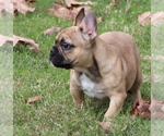 Small #30 French Bulldog