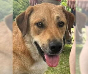 Great Pyrenees-Unknown Mix Dogs for adoption in Canton, CT, USA