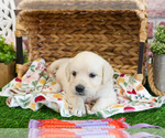 Small #1 Golden Retriever