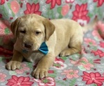 Small #2 Labrador Retriever