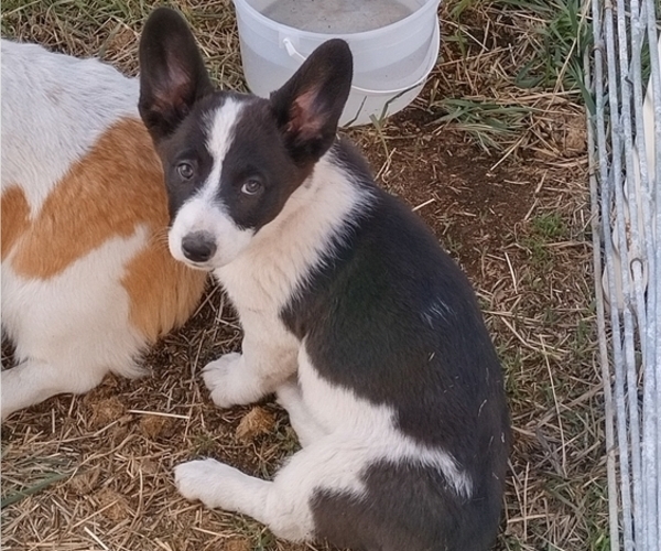 Medium Photo #27 Border Collie-Pembroke Welsh Corgi Mix Puppy For Sale in CHILOQUIN, OR, USA