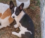 Small Photo #27 Border Collie-Pembroke Welsh Corgi Mix Puppy For Sale in CHILOQUIN, OR, USA