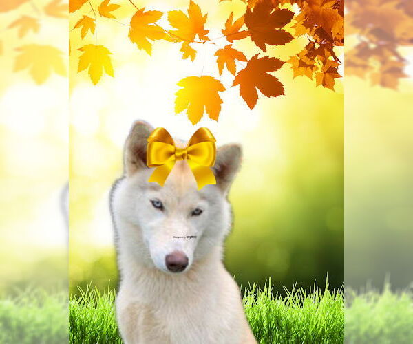 Medium Photo #2 Siberian Husky Puppy For Sale in Mt. Laurel, NJ, USA