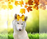 Small #1 Siberian Husky