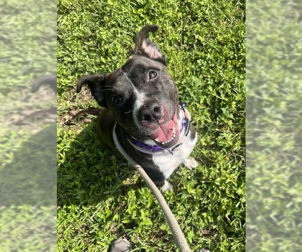 Medium Photo #1 American Staffordshire Terrier Puppy For Sale in Fort Lauderdale, FL, USA