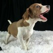 Small Photo #3 Beagle Puppy For Sale in CHATTANOOGA, TN, USA