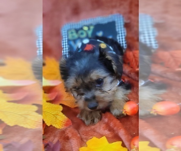 Medium Photo #47 Yorkshire Terrier Puppy For Sale in AKRON, OH, USA