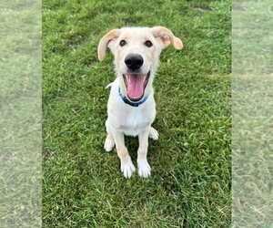 Labrador Retriever-Retriever  Mix Dogs for adoption in South Bend, IN, USA