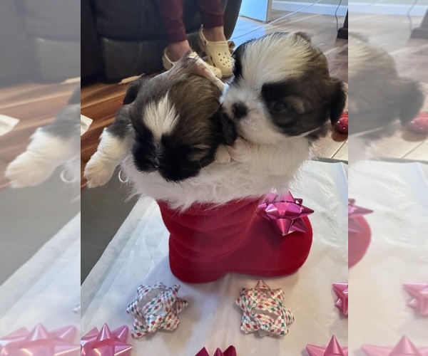 Medium Photo #27 Shih Tzu Puppy For Sale in CENTRALIA, IL, USA