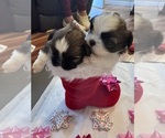 Small #26 Shih Tzu