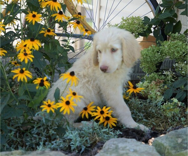 Medium Photo #2 Labradoodle Puppy For Sale in FREDERICKSBG, OH, USA