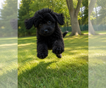 Small #45 Cavapoo (Miniature)