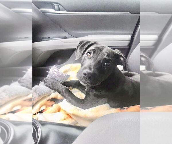 Medium Photo #1 Labrador Retriever-Unknown Mix Puppy For Sale in New Orleans, LA, USA