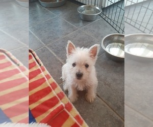 West Highland White Terrier Puppy for sale in DELANO, CA, USA