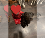Small #3 Labrador Retriever Mix