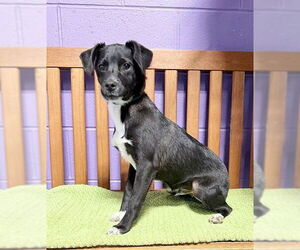 Dachsador Dogs for adoption in Genesee, WI, USA